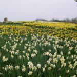 FIELD OF dAFFODILS

"VanGogh’s 'Starry Starry Night' gives way to starry starry day as daffodils proclaim springtime!"