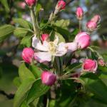 Open Apple Blossom

"Bursting with Joy
Life reminds us there Is a future
Full of hope If we believe. •