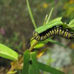 Munch munch crunch crunch

"The monarch caterpillar focuses
on what feeds its growth.
What feeds our growth?"
